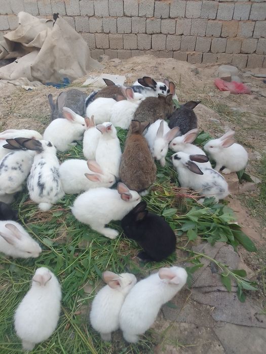 quyonlarni holati yaxshi