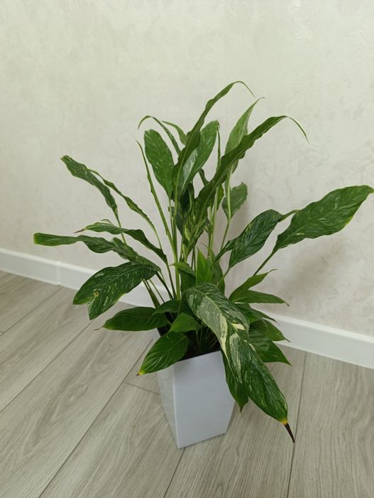 Продаётся спатифилум