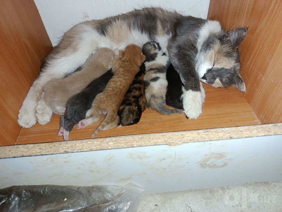 Отдам котят даром