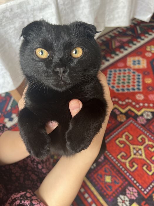 Пародасы бар мысык