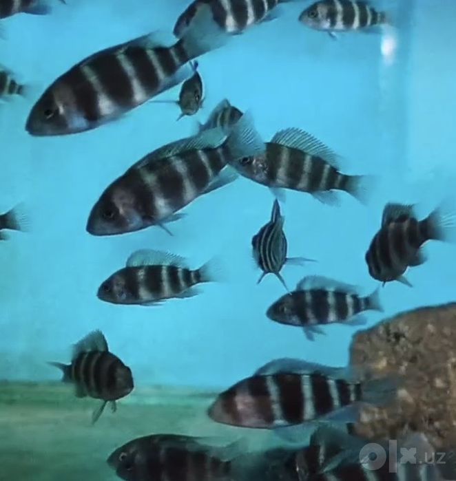 Tanganyika baliqlari sotiladi