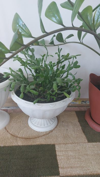 Адеми уй гуллери