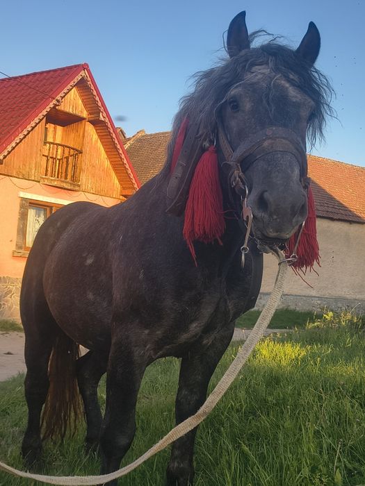 Mânz de 2 ani de vânzare