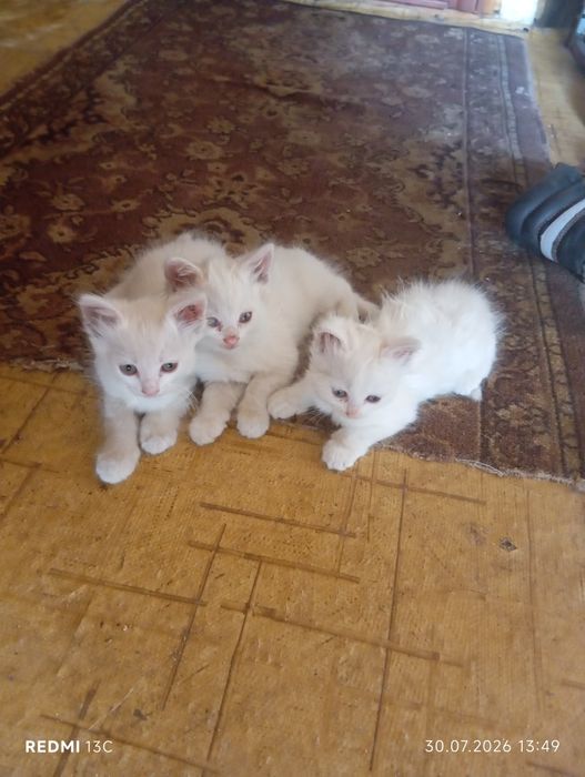 Котята в добрые руки
