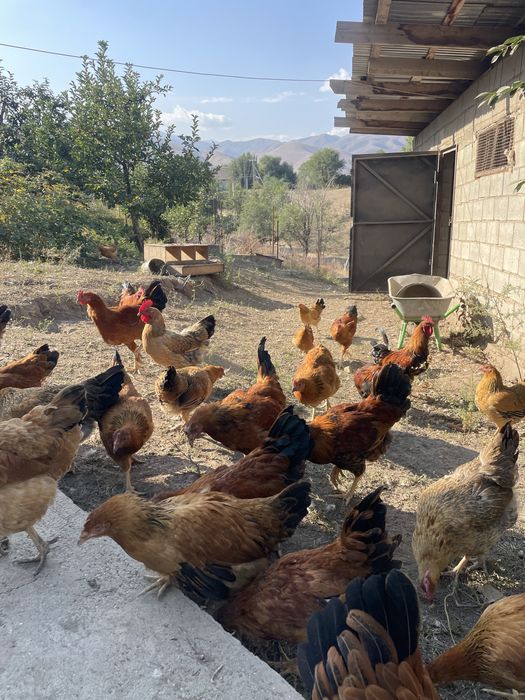 Продам кур кученских юбилейных