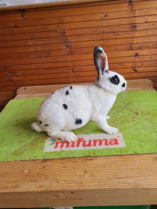 Iepuri Rex Dalmațian