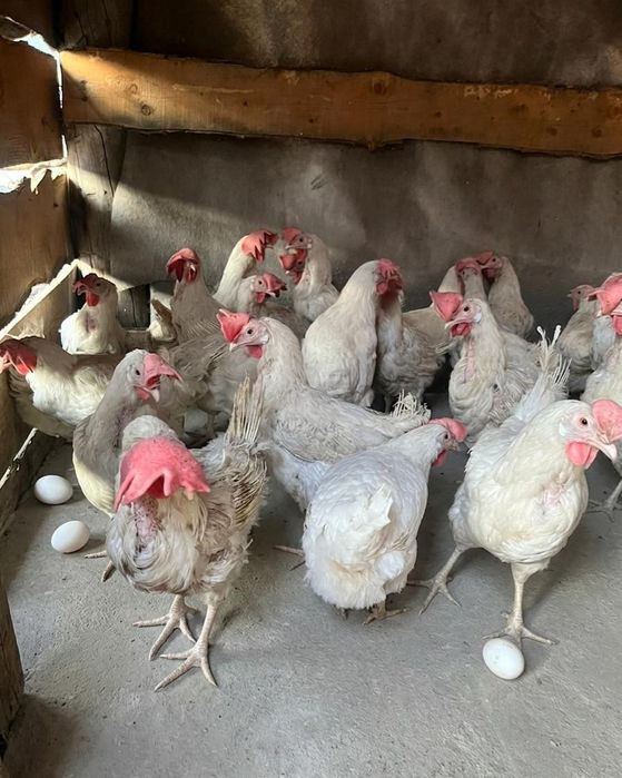 Продам кур несушек 1500