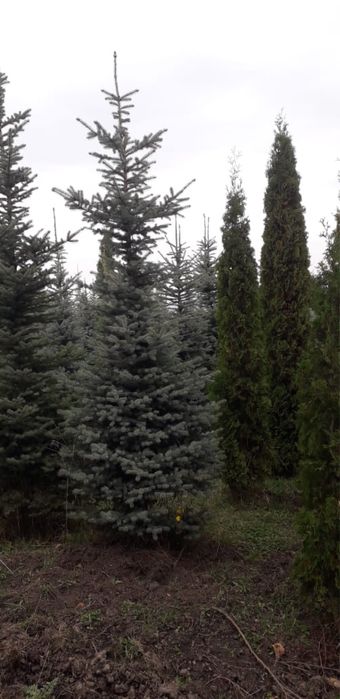 Ель голубая 4-5 метров