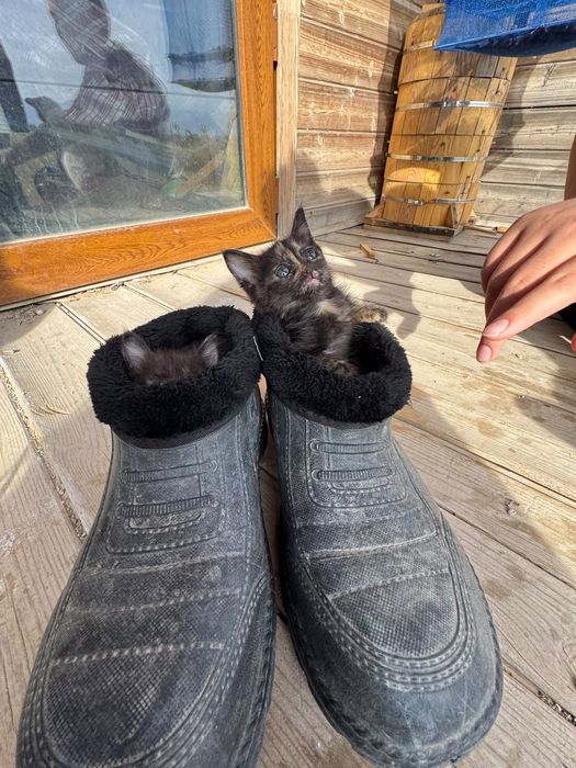 Котята  бесплатно