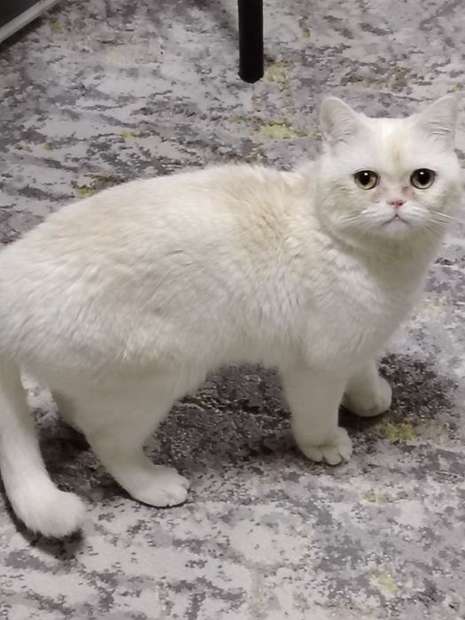 Вязкага мушук таклиф киламиз