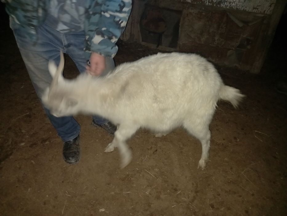 Ешкі сатылады бағасы