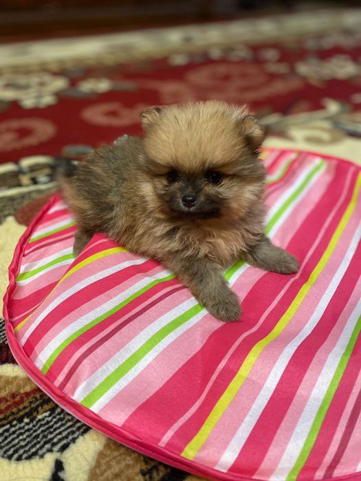 Продам щенка шпитц