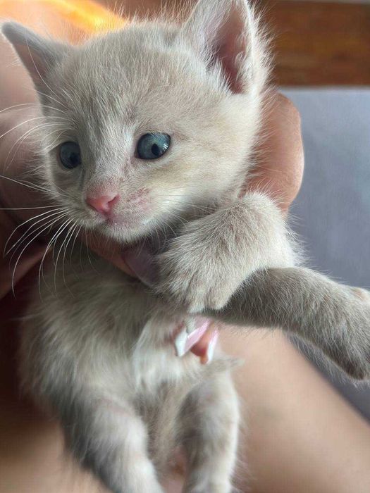 Мурчащие комочки счастья ищут дом