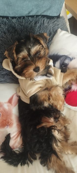 Йоркширски Териер