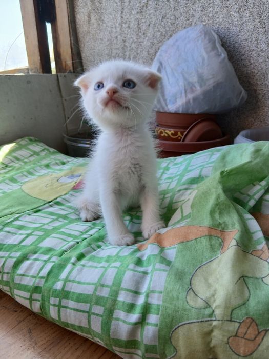 Продам милого котёнка