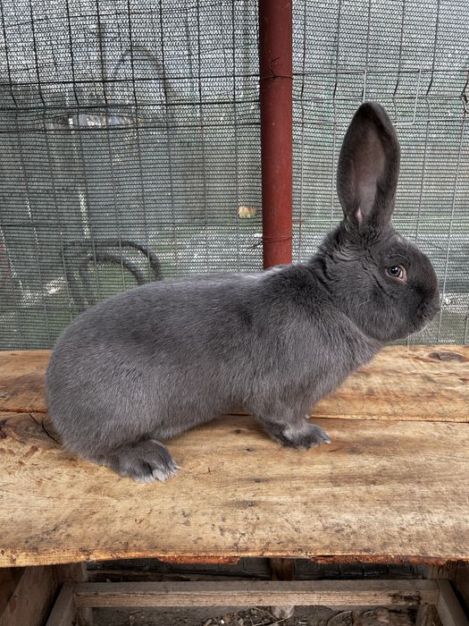 Disponibili pui de fluture german