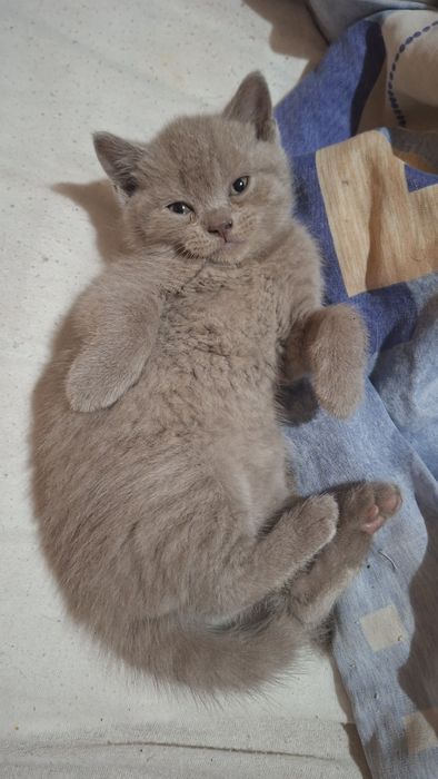 Писледна мома британка