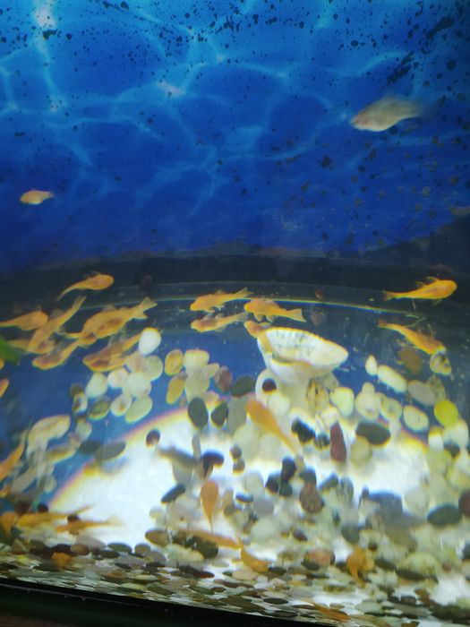 Анциструсы желтые