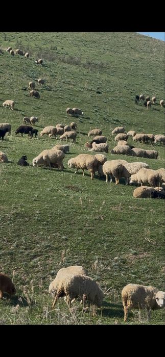 Қозылы қой сатылады 400 бас