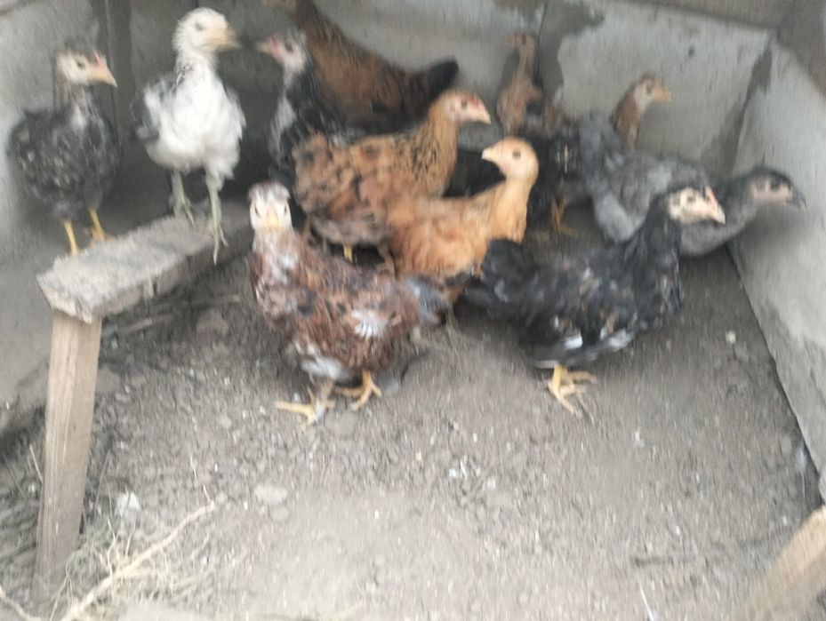 Продам цыплят домашних