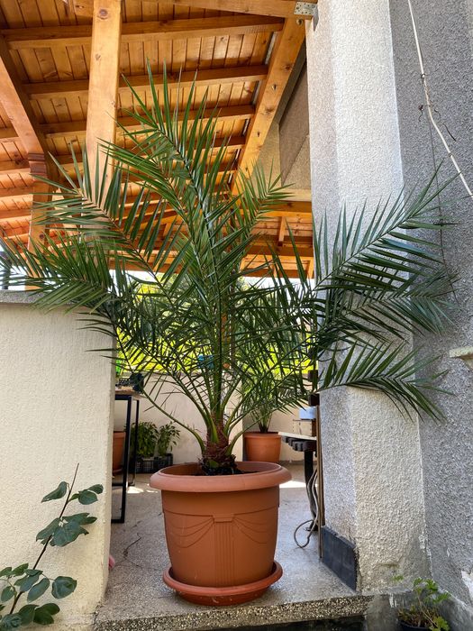 Голяма красива финикова палма висока близо 2 метра