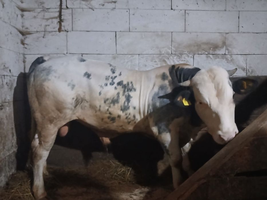 De vânzare taur belgian 550 kg vârsta 1 an și o luna