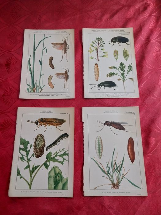 Colecție de planșe botanice și zoologice Vintage.