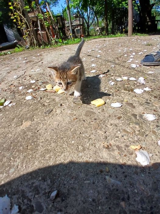 Adoptie pui de pisica
