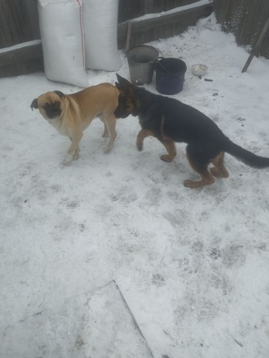 Щенок немец нам 4 месяца