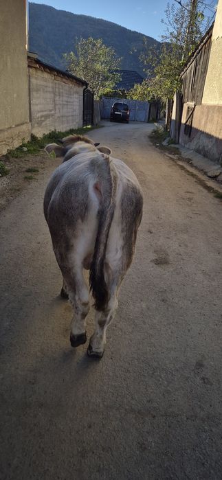 Vând vitel in vârstă de 8 luni