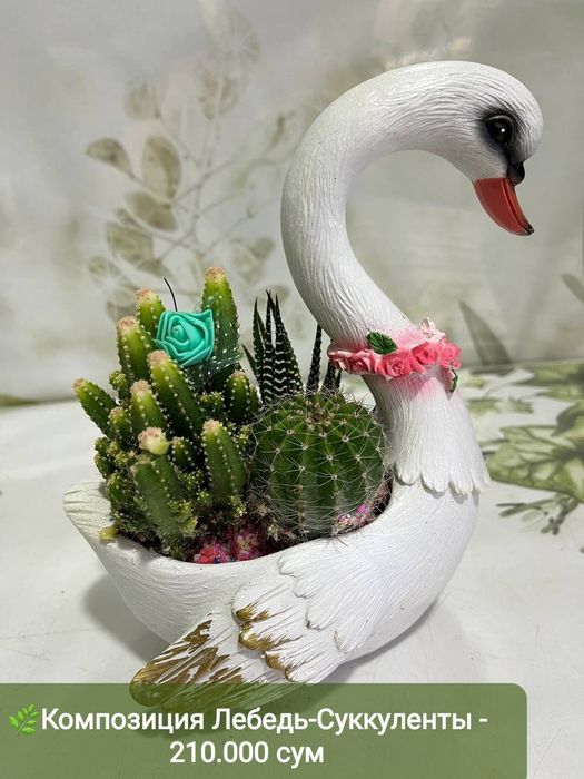 Продаются суккуленты