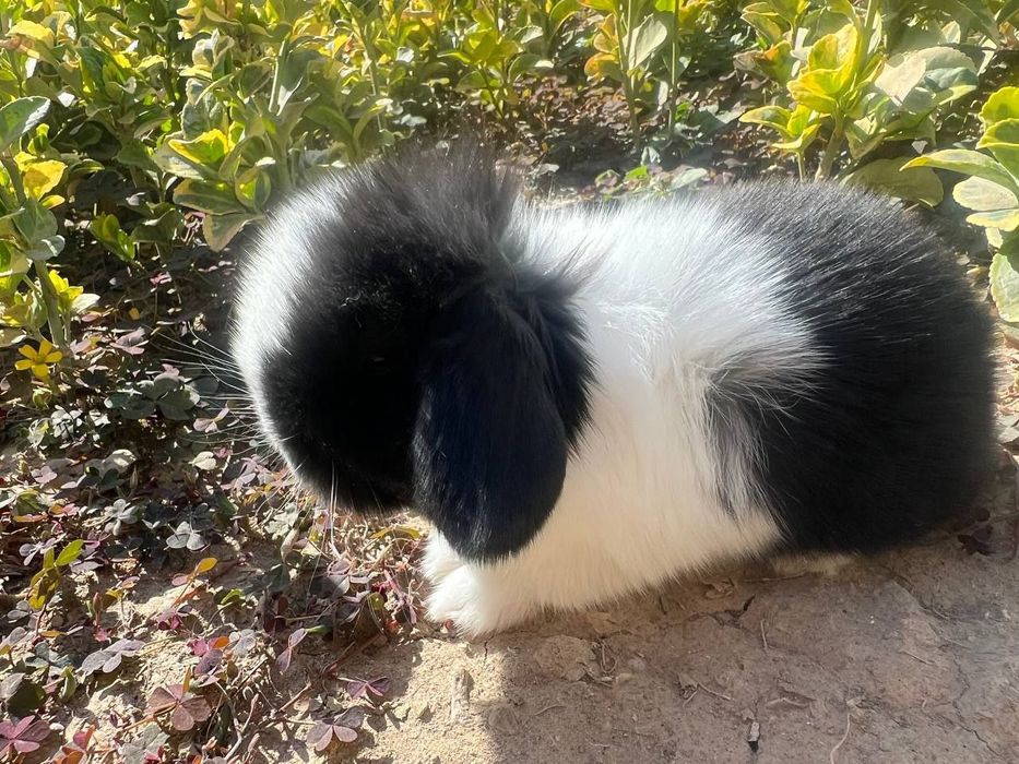 Karlik quyoncha zotdor