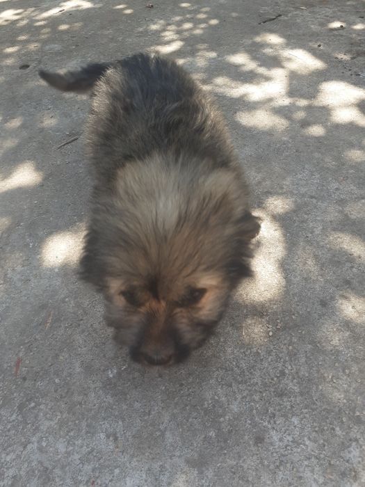 Donez 4 catelusi ,jucausi,daca va intereseaza  dati mesaj pe OLX sa aflati mai multe detalii.