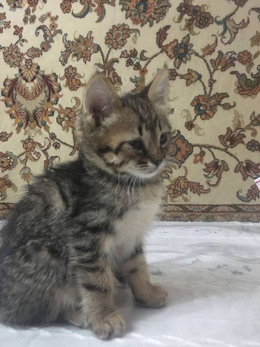 котята 2 мес в хорошие руки