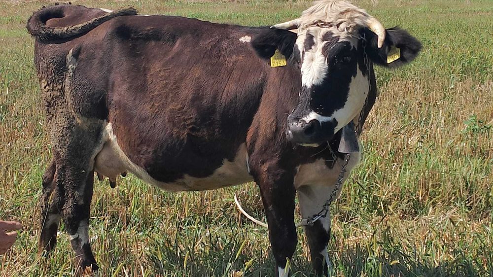 Vând vaca tânără la primul vițel