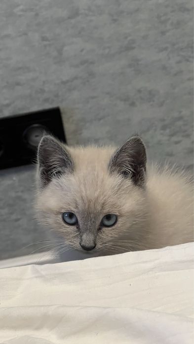 Котёнок Британка голубоглазая