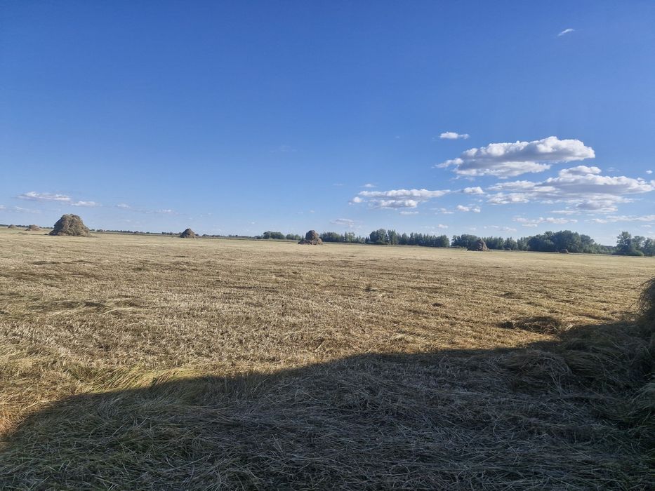 Продам сено,  росыпное
