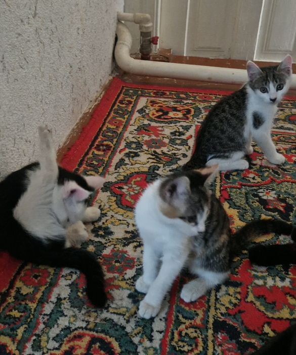 Мушукча 3 ойлик дамашний Безплатно