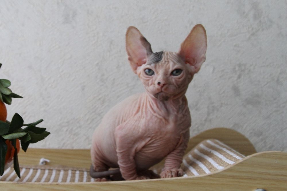 Канадские сфинксы. Котята