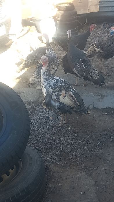 Индюшки  1 годавалые