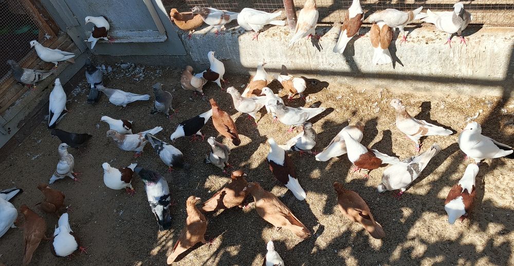 Бакинские голуби