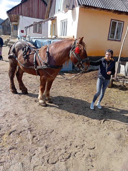 Armăsar de 6 ani de vânzare