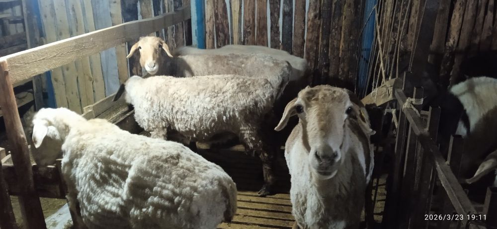 Қой тоқты бар семіз