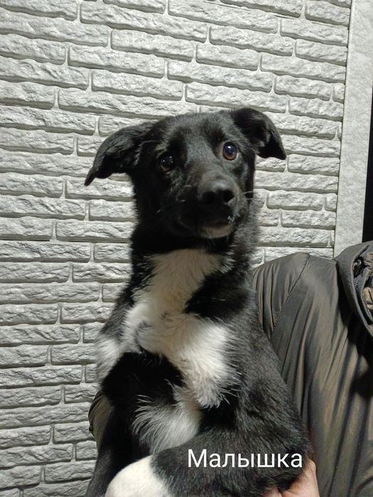 Щенкам нужен дом!