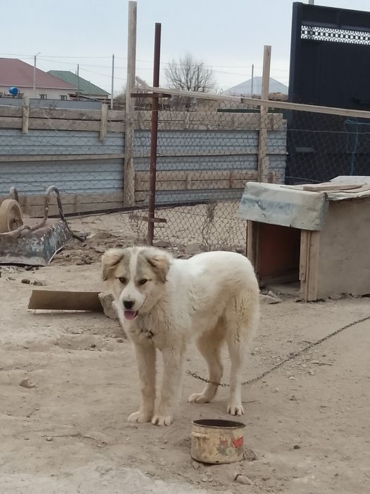 Саудасы бар аты барсик жақсы ит