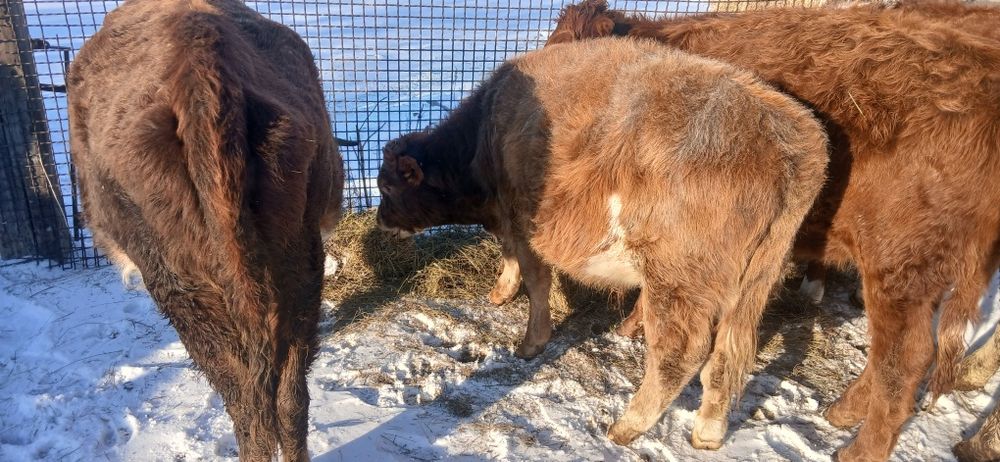Продам первотелка с теленком