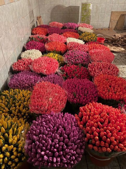 Продаю тюльпаны оптом