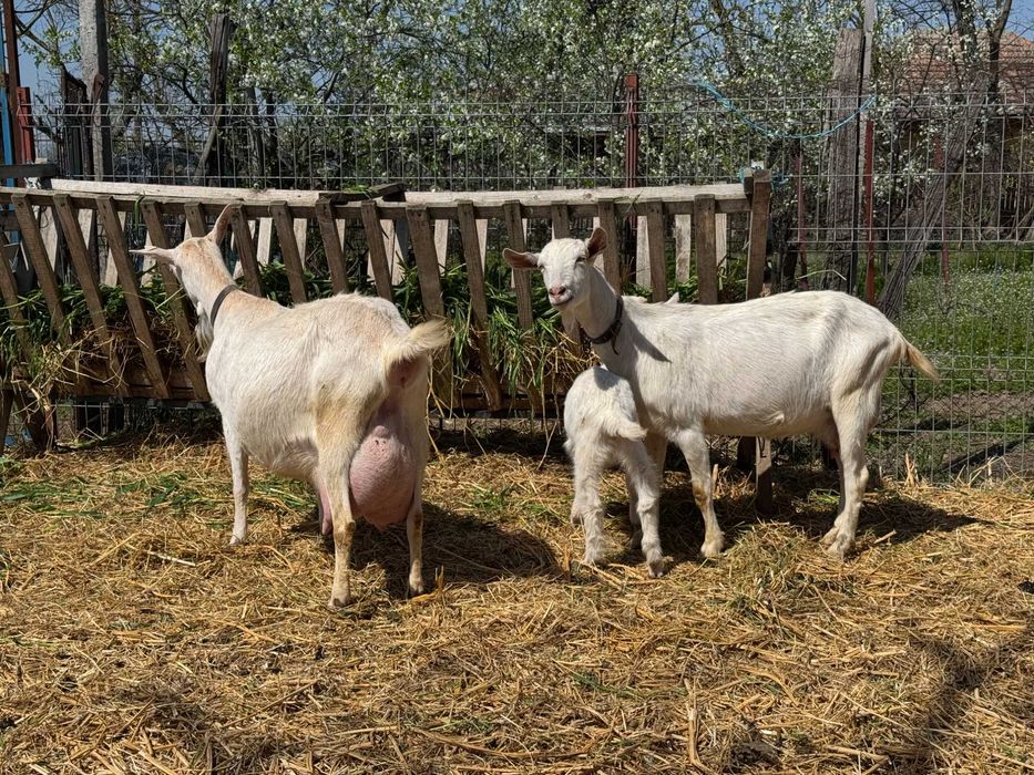 Vand  6 capre rasa Zane si un tap rasa Zane