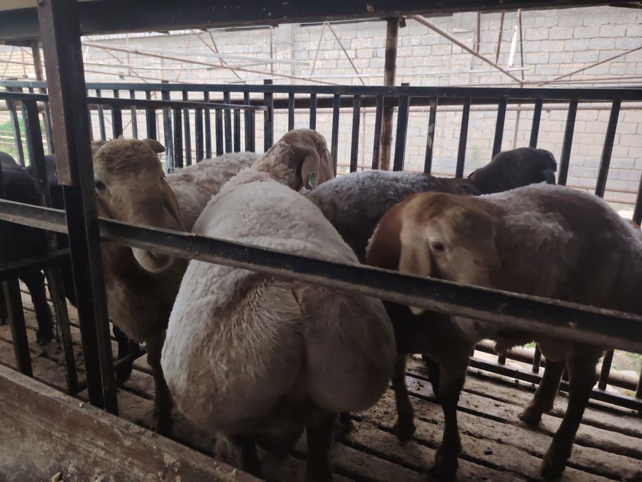 Qo'chqorlar sotiladi. Qirg'iz qo'chqor