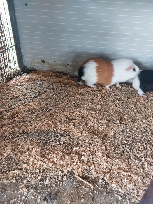 Porcusori de guinea